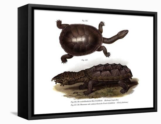 Common Snake-Necked Turtle-null-Framed Stretched Canvas