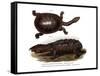 Common Snake-Necked Turtle-null-Framed Stretched Canvas