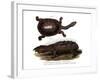 Common Snake-Necked Turtle-null-Framed Giclee Print