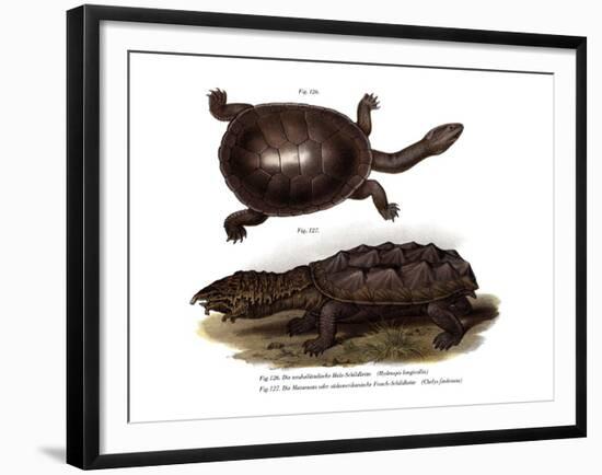 Common Snake-Necked Turtle-null-Framed Giclee Print