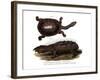 Common Snake-Necked Turtle-null-Framed Giclee Print