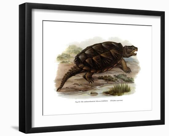 Common Snapping Turtle-null-Framed Giclee Print