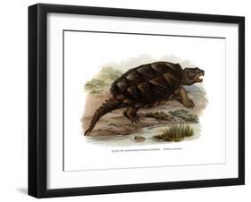 Common Snapping Turtle-null-Framed Giclee Print