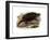 Common Snapping Turtle-null-Framed Giclee Print