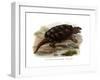 Common Snapping Turtle-null-Framed Giclee Print