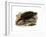 Common Snapping Turtle-null-Framed Giclee Print