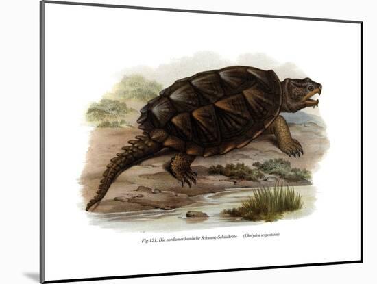 Common Snapping Turtle-null-Mounted Giclee Print