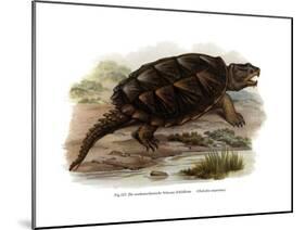Common Snapping Turtle-null-Mounted Giclee Print