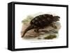 Common Snapping Turtle-null-Framed Stretched Canvas