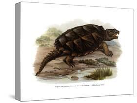 Common Snapping Turtle-null-Stretched Canvas