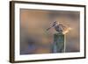 Common Snipe, Adult Perching on Fence Post-null-Framed Photographic Print