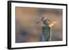 Common Snipe, Adult Perching on Fence Post-null-Framed Photographic Print