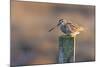 Common Snipe, Adult Perching on Fence Post-null-Mounted Photographic Print