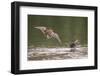 Common Snipe autumn courtship display, Germany-Hermann Brehm-Framed Photographic Print