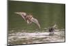 Common Snipe autumn courtship display, Germany-Hermann Brehm-Mounted Photographic Print