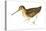 Common Snipe (Gallinago Gallinago), Birds-Encyclopaedia Britannica-Stretched Canvas