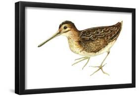 Common Snipe (Gallinago Gallinago), Birds-Encyclopaedia Britannica-Framed Poster