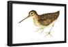 Common Snipe (Gallinago Gallinago), Birds-Encyclopaedia Britannica-Framed Poster
