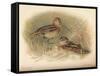 Common Snipe (Gallinago scolopacina), Jack Snipe (Limnocryptes gallinula), 1900, (1900)-Charles Whymper-Framed Stretched Canvas