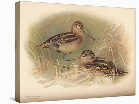 Common Snipe (Gallinago scolopacina), Jack Snipe (Limnocryptes gallinula), 1900, (1900)-Charles Whymper-Stretched Canvas