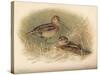 Common Snipe (Gallinago scolopacina), Jack Snipe (Limnocryptes gallinula), 1900, (1900)-Charles Whymper-Stretched Canvas