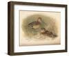 Common Snipe (Gallinago scolopacina), Jack Snipe (Limnocryptes gallinula), 1900, (1900)-Charles Whymper-Framed Giclee Print