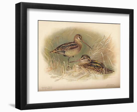 Common Snipe (Gallinago scolopacina), Jack Snipe (Limnocryptes gallinula), 1900, (1900)-Charles Whymper-Framed Giclee Print