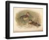 Common Snipe (Gallinago scolopacina), Jack Snipe (Limnocryptes gallinula), 1900, (1900)-Charles Whymper-Framed Giclee Print