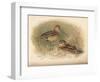 Common Snipe (Gallinago scolopacina), Jack Snipe (Limnocryptes gallinula), 1900, (1900)-Charles Whymper-Framed Giclee Print