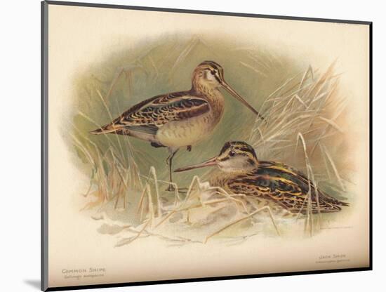 Common Snipe (Gallinago scolopacina), Jack Snipe (Limnocryptes gallinula), 1900, (1900)-Charles Whymper-Mounted Giclee Print