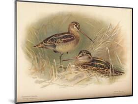Common Snipe (Gallinago scolopacina), Jack Snipe (Limnocryptes gallinula), 1900, (1900)-Charles Whymper-Mounted Giclee Print