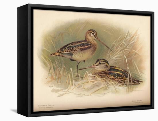 Common Snipe (Gallinago scolopacina), Jack Snipe (Limnocryptes gallinula), 1900, (1900)-Charles Whymper-Framed Stretched Canvas