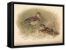 Common Snipe (Gallinago scolopacina), Jack Snipe (Limnocryptes gallinula), 1900, (1900)-Charles Whymper-Framed Stretched Canvas