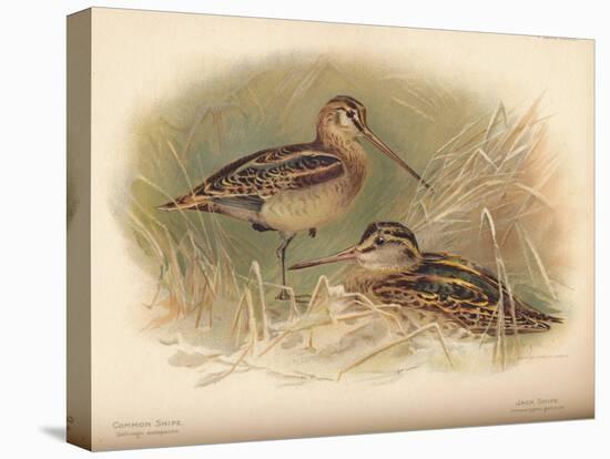 Common Snipe (Gallinago scolopacina), Jack Snipe (Limnocryptes gallinula), 1900, (1900)-Charles Whymper-Stretched Canvas