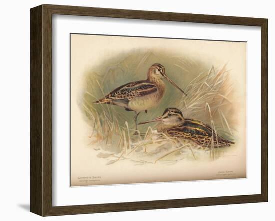 Common Snipe (Gallinago scolopacina), Jack Snipe (Limnocryptes gallinula), 1900, (1900)-Charles Whymper-Framed Giclee Print