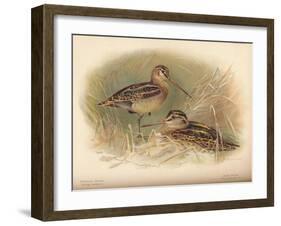 Common Snipe (Gallinago scolopacina), Jack Snipe (Limnocryptes gallinula), 1900, (1900)-Charles Whymper-Framed Giclee Print