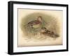 Common Snipe (Gallinago scolopacina), Jack Snipe (Limnocryptes gallinula), 1900, (1900)-Charles Whymper-Framed Giclee Print