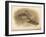 Common Snipe (Gallinago scolopacina), Jack Snipe (Limnocryptes gallinula), 1900, (1900)-Charles Whymper-Framed Giclee Print