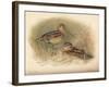 Common Snipe (Gallinago scolopacina), Jack Snipe (Limnocryptes gallinula), 1900, (1900)-Charles Whymper-Framed Giclee Print