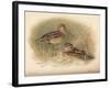 Common Snipe (Gallinago scolopacina), Jack Snipe (Limnocryptes gallinula), 1900, (1900)-Charles Whymper-Framed Giclee Print