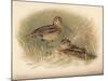 Common Snipe (Gallinago scolopacina), Jack Snipe (Limnocryptes gallinula), 1900, (1900)-Charles Whymper-Mounted Giclee Print