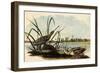 Common Snipe-John James Audubon-Framed Giclee Print