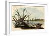 Common Snipe-John James Audubon-Framed Giclee Print