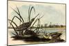 Common Snipe-John James Audubon-Mounted Giclee Print