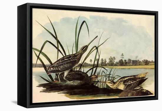 Common Snipe-John James Audubon-Framed Stretched Canvas