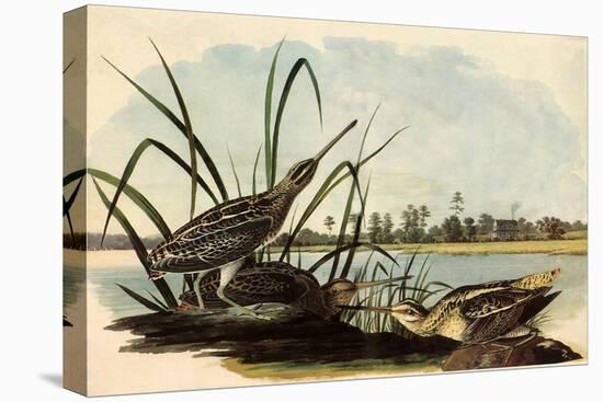 Common Snipe-John James Audubon-Stretched Canvas