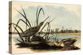 Common Snipe-John James Audubon-Stretched Canvas