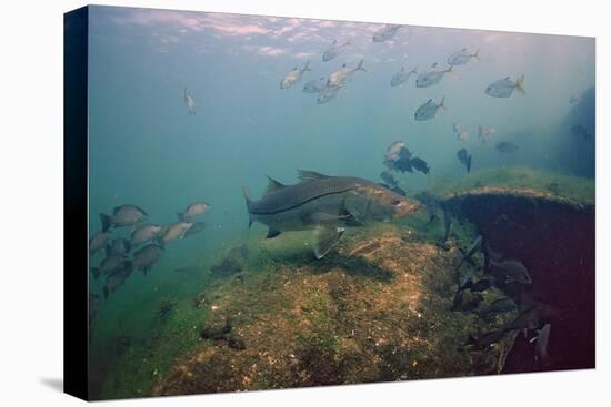 Common Snook (Centropomus Undecimalis) Crystal River, Florida, USA-Reinhard Dirscherl-Stretched Canvas