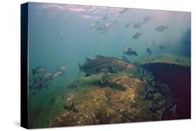 Common Snook (Centropomus Undecimalis) Crystal River, Florida, USA-Reinhard Dirscherl-Stretched Canvas