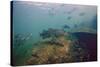 Common Snook (Centropomus Undecimalis) Crystal River, Florida, USA-Reinhard Dirscherl-Stretched Canvas